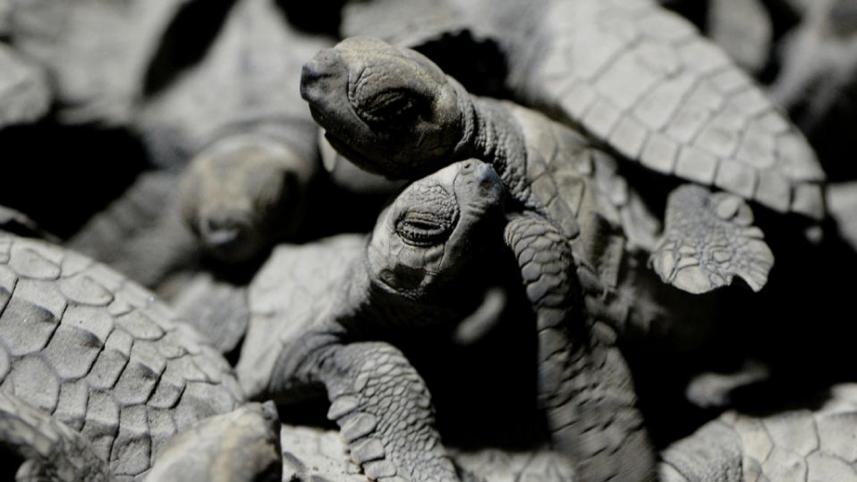Turtles-Philipine-2.jpg