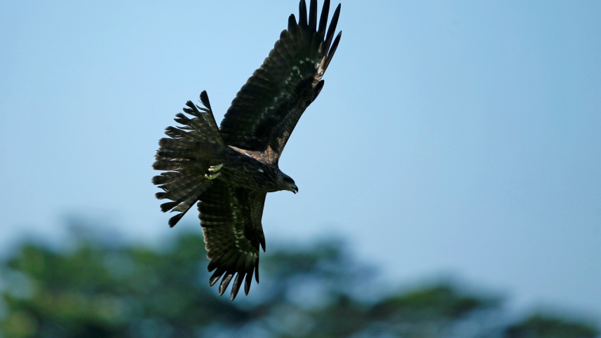 urban_birds3.jpg