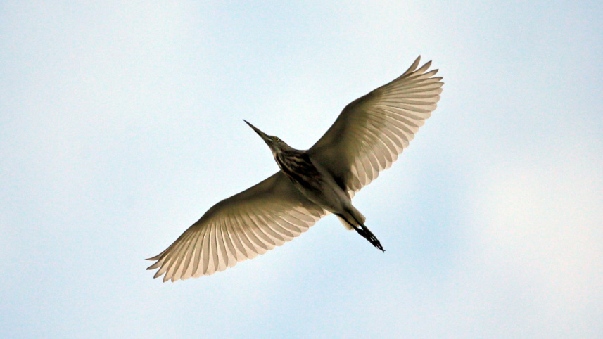 urban_birds5.jpg