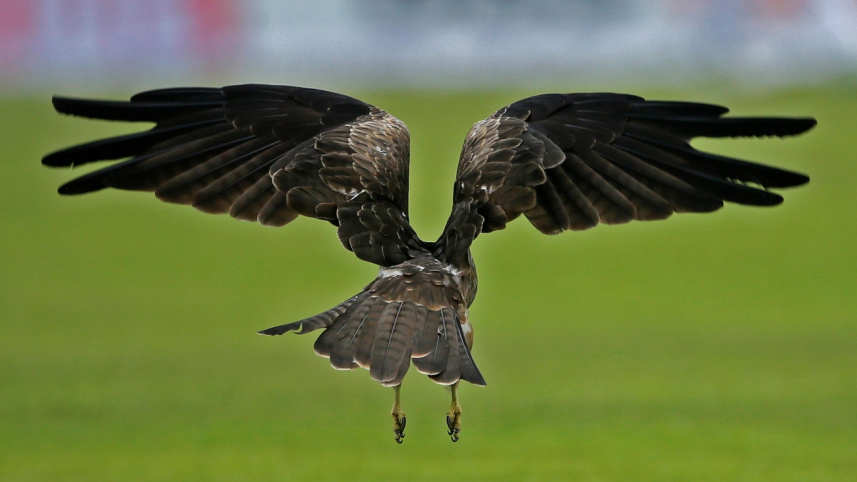 urban_birds7.jpg
