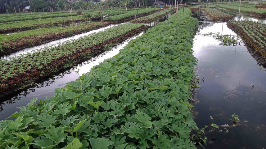 vegetable_0.jpg