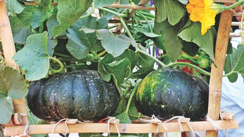 Vegetables6.jpg