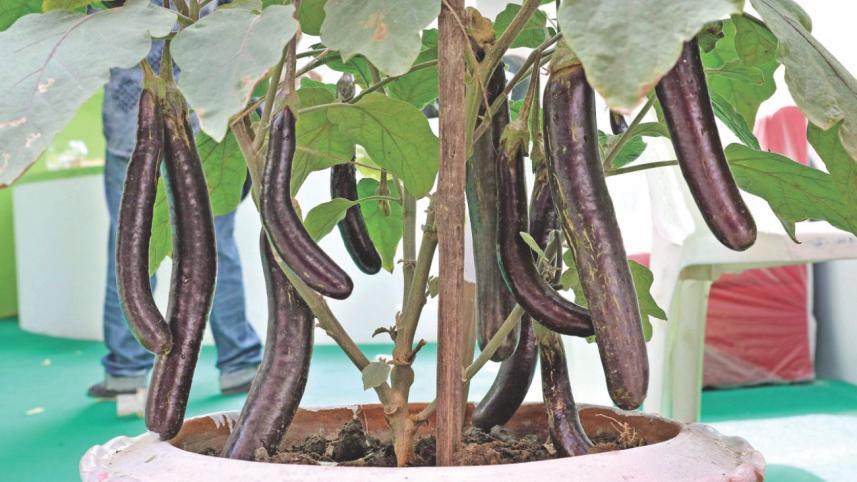 Vegetables7.jpg