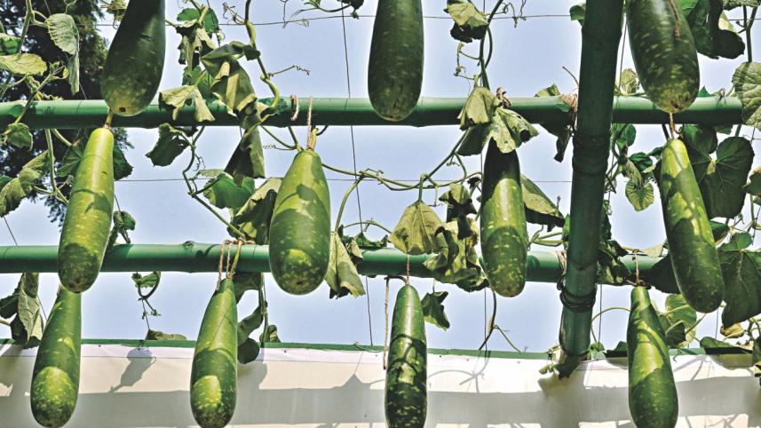 Vegetables9.jpg