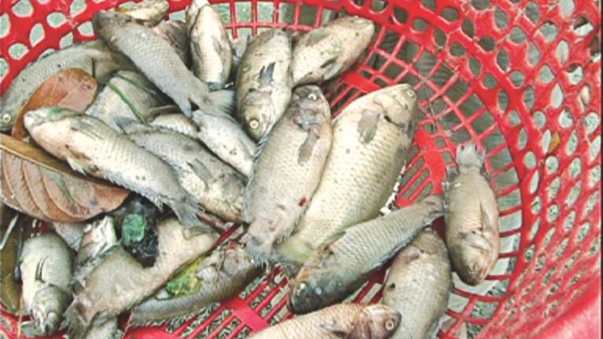 Vietnamese koi2.jpg