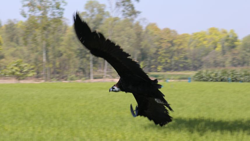 vulture2.jpg