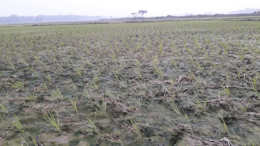 water_crisis_boro_farming_2.jpg