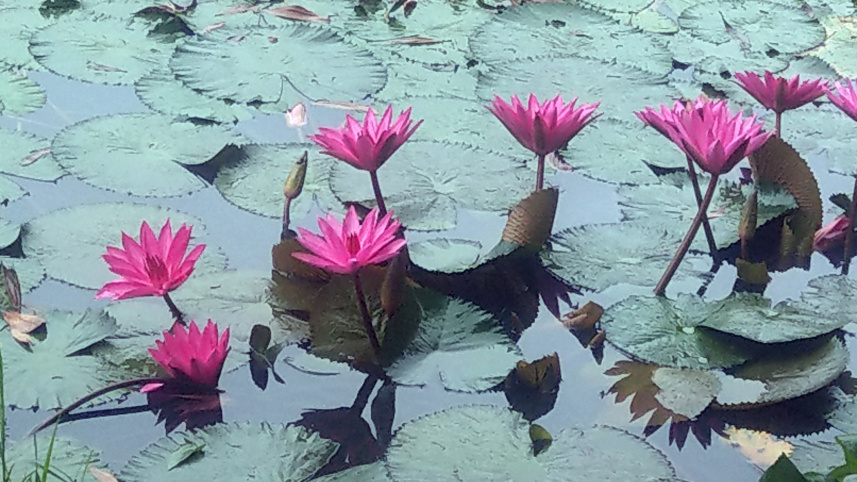 water_lily1.jpg