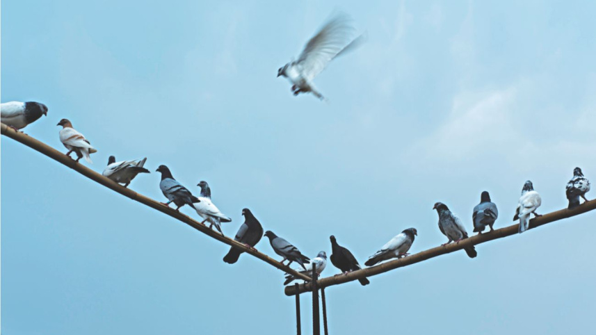 where_blue_birds_fly7.jpg