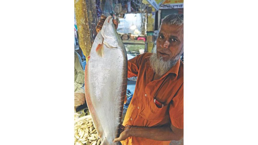 wild_fish_4.jpg