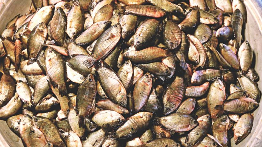 wild_fish_5.jpg