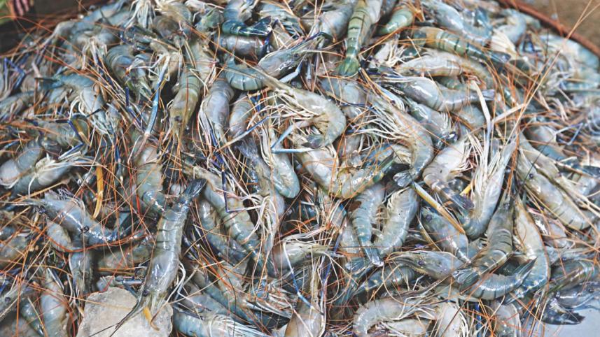 wild_fish_6.jpg