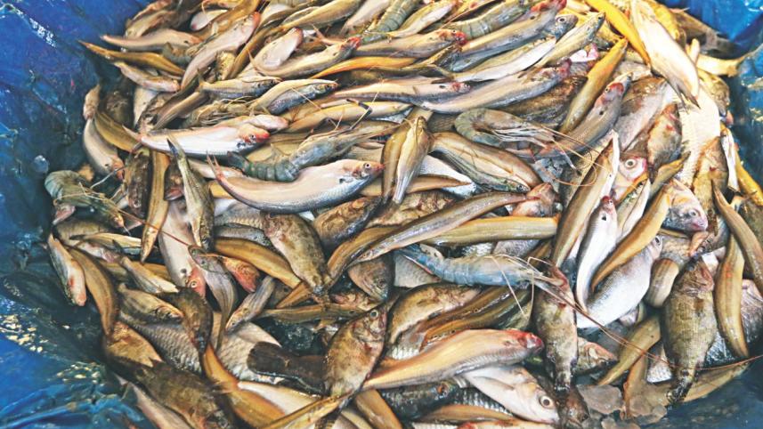 wild_fish_8.jpg