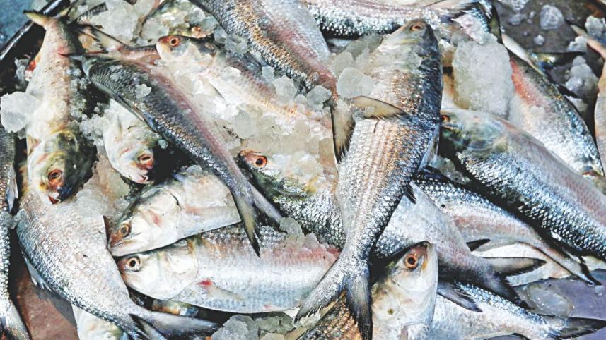 wild_fish_9.jpg