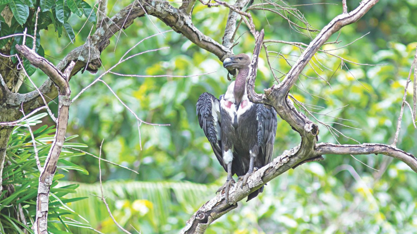 wildlife4_0.jpg