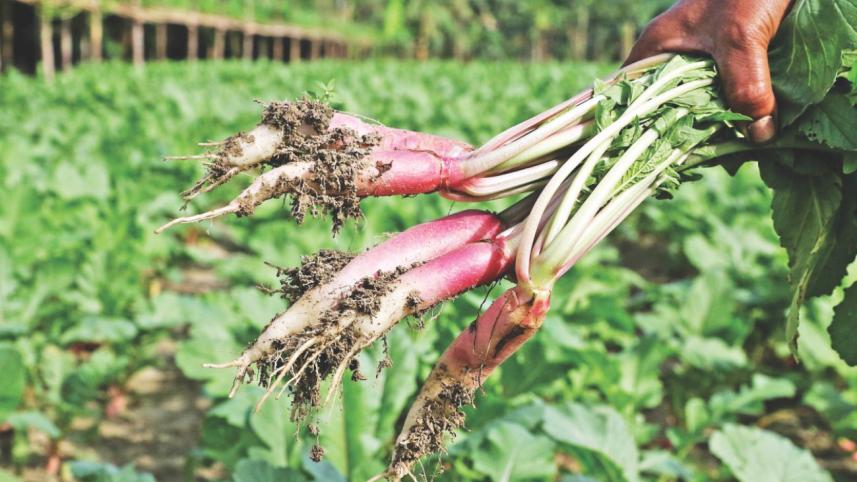 winter_vegetable_3.jpg