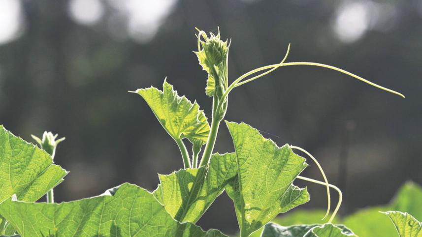 winter_vegetable_9.jpg