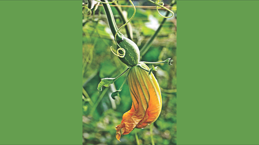winter_vegetables_7.jpg