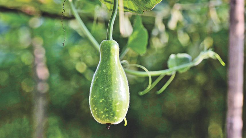 winter_vegetables_8.jpg