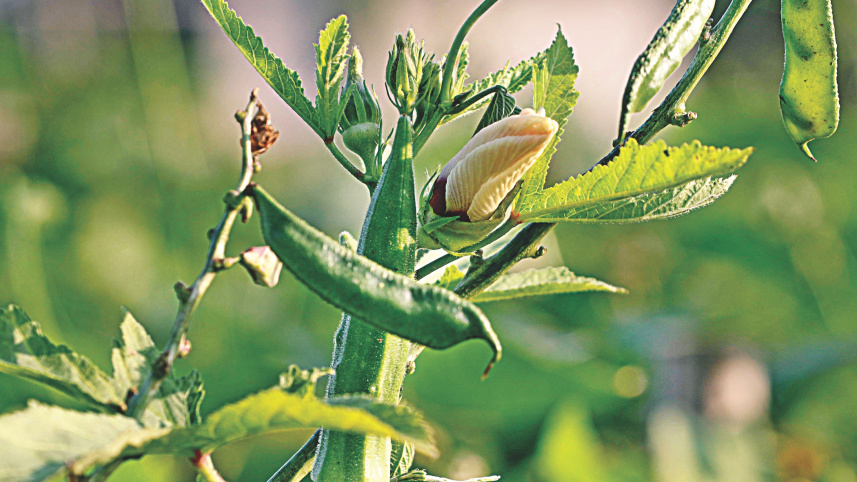 winter_vegetables_9.jpg