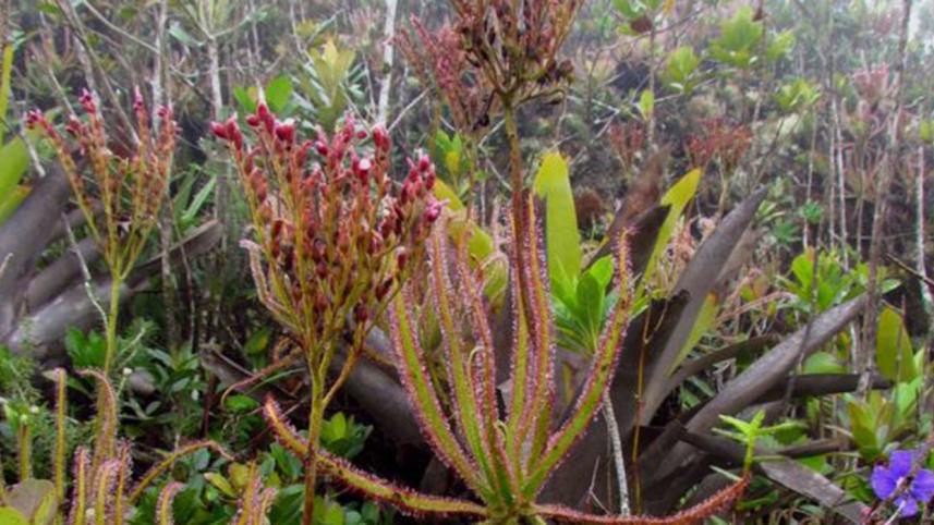 world-plants-3-web.jpg