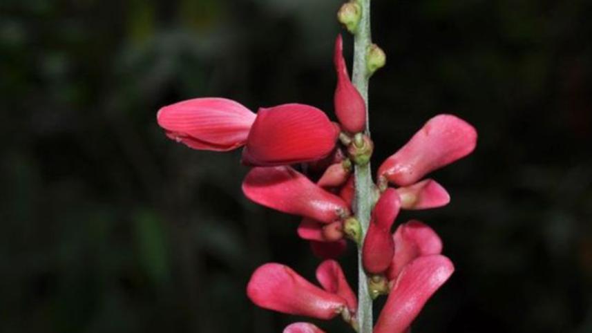 world-plants-5-web.jpg