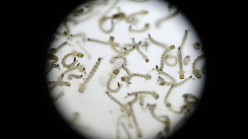 Zika-virus-2.jpg