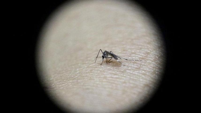 zika-virus-wb.jpg