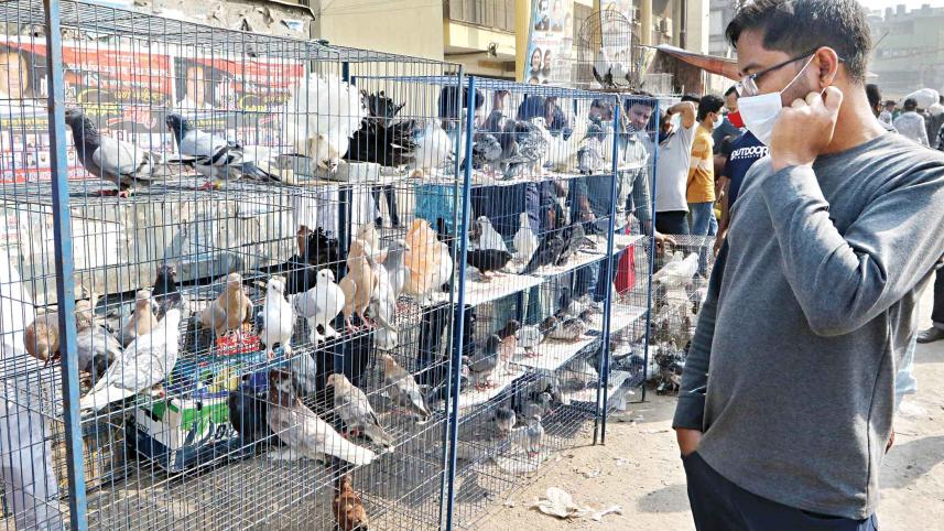 birds in cage 