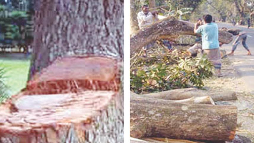 valuable-trees.jpg