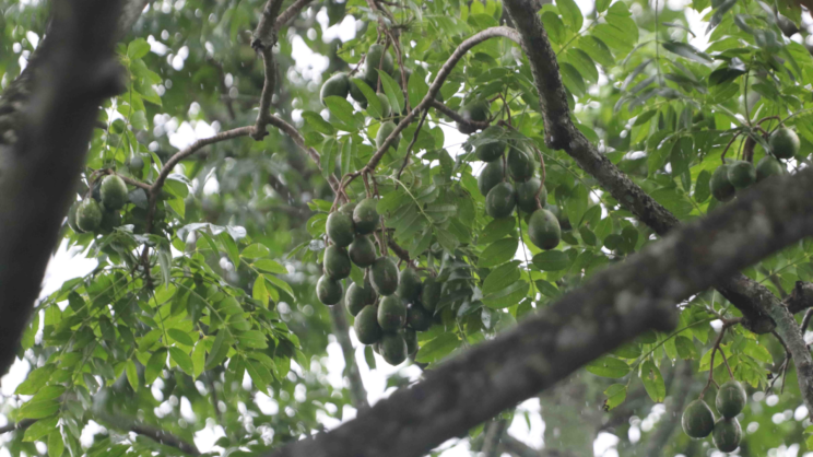 Those who cultivate hog plums commercially on a larger scale generally wait until the fruits mature before selling them. Photo: Star