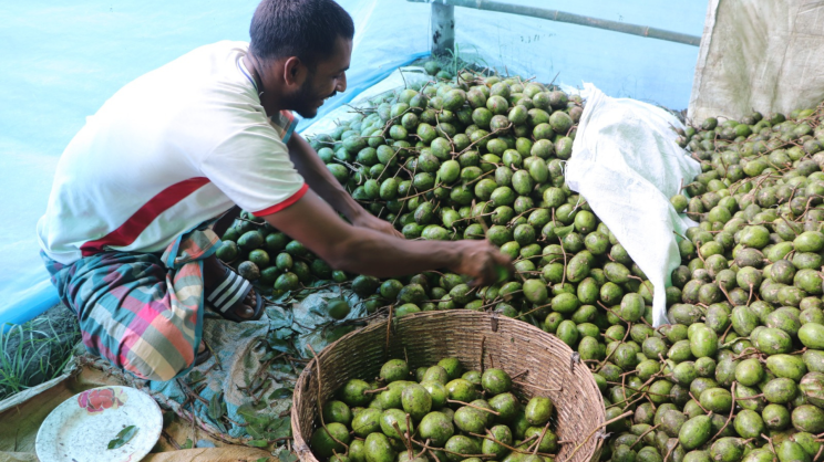Farmers have been selling the fruits earlier for the last few years. Photo: Star