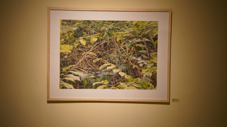‘Splendor of Green’: Exhibition explores the beauty of foliage in fine detail
