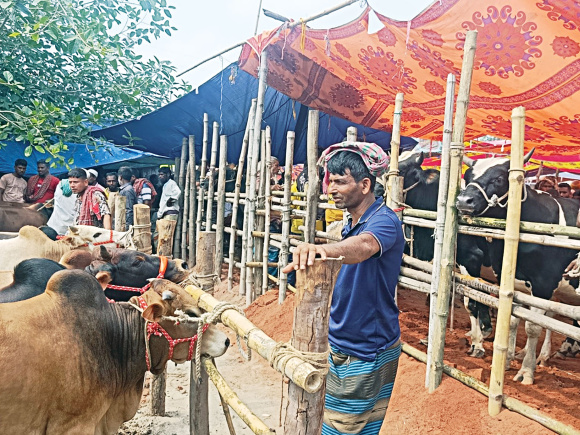 Eid cattle market Bangladesh 2026