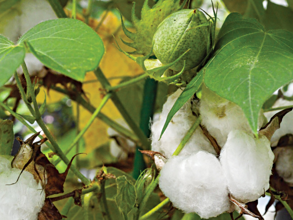 cotton.jpg