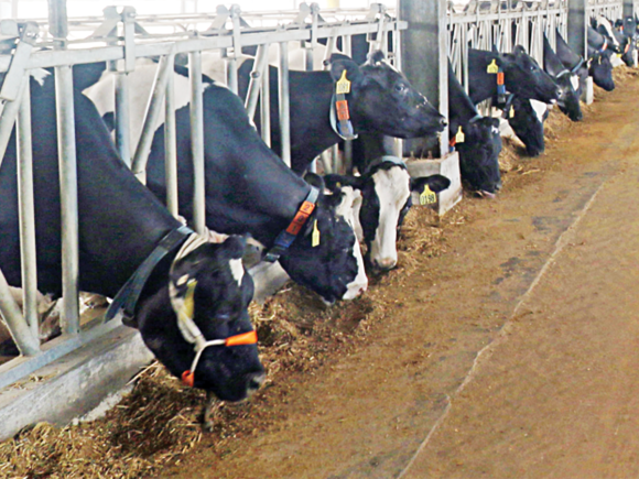 dairy farm Star photo 2.jpg