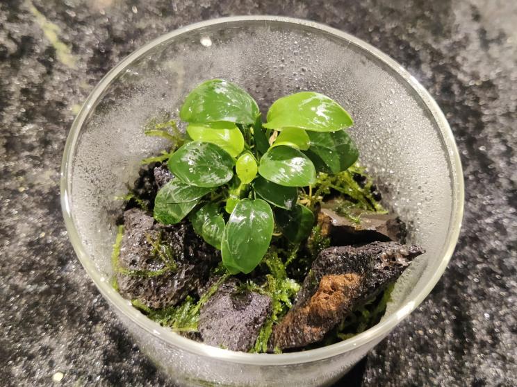 embracing_natures_miniature_wonders-_micro_habitat_workshop_3.jpeg