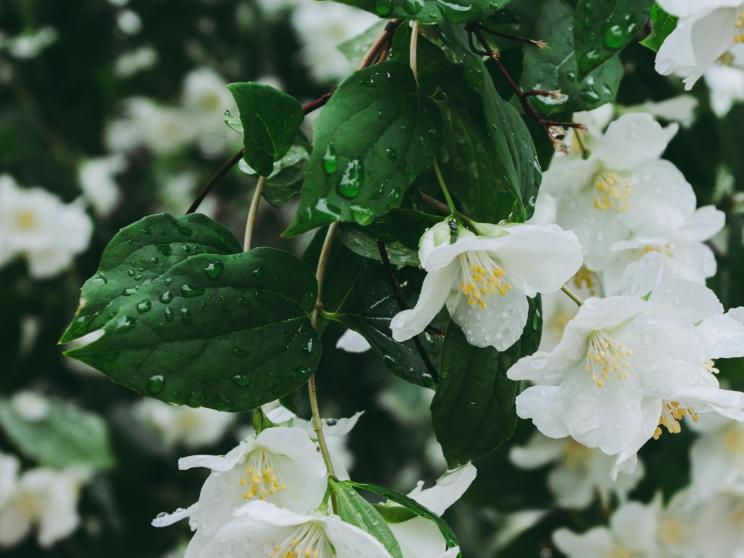 A Falguni platter: Cooking edible flowers    jasmine_dagmara-dombrovska-ctmns-p9rro-unsplash