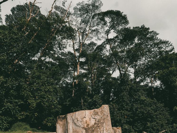 The importance of trees in Dhaka’s concrete jungle      joshua-tsu-hjummvs_9dy-unsplash.jpg