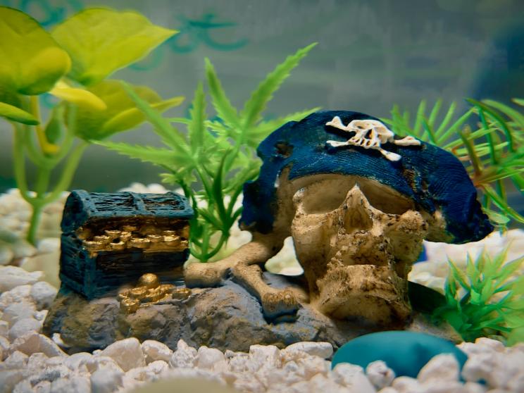 Sick of your fish tank looking like a swamp? Here’s how to clean it!