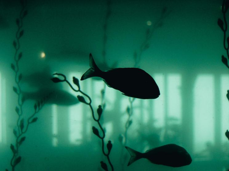 Sick of your fish tank looking like a swamp? Here’s how to clean it!