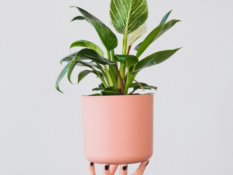 Want plants? Try these low-maintenance greens that are hard to kill! 