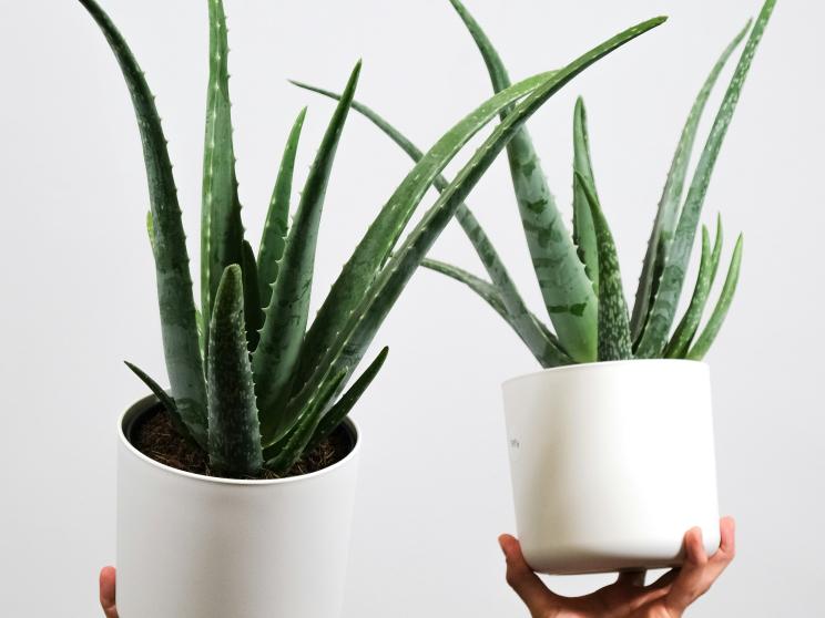 Want plants? Try these low-maintenance greens that are hard to kill! 