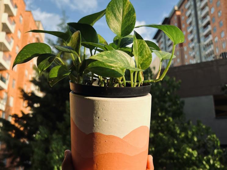 Want plants? Try these low-maintenance greens that are hard to kill! 