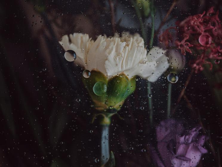 How to stop your flowers from dying as fast as your New Year’s Resolutions