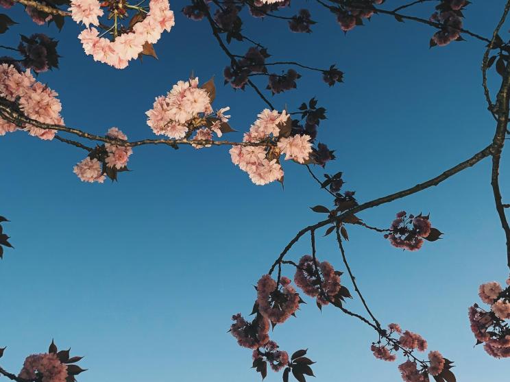 5 scenic Asian spots where cherry blossoms will take your breath away 