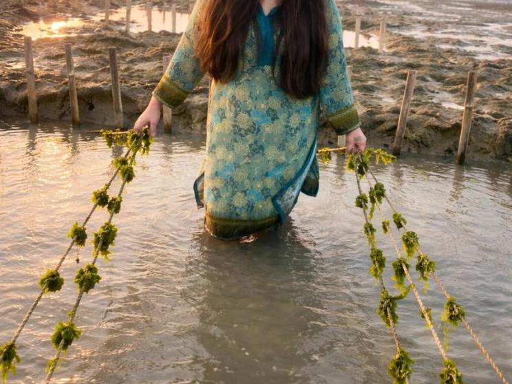 seaweed_3.jpeg