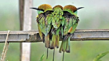 Birds.jpg