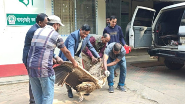 himalayan-vulture.jpg