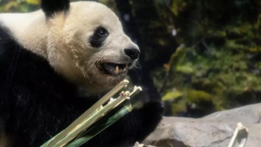 panda.JPG
